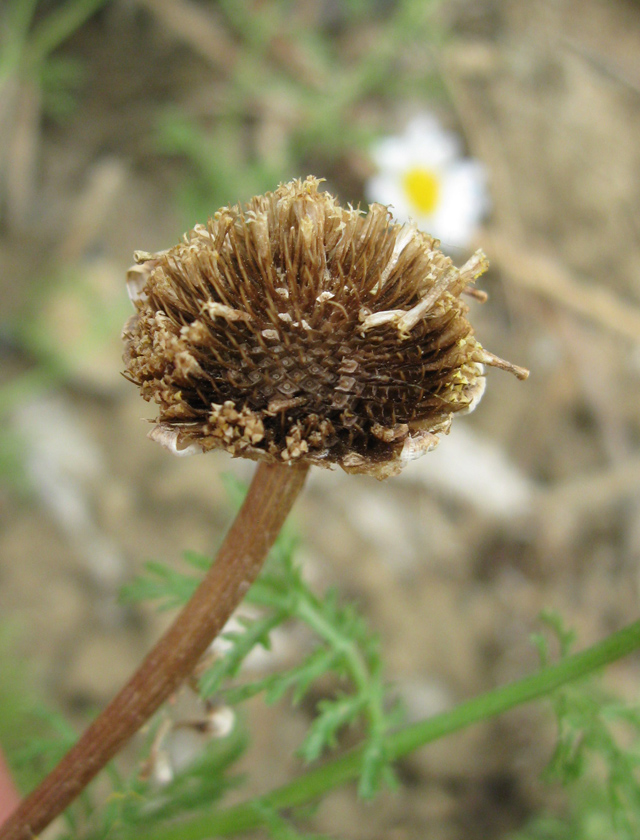 Image of Anthemis dumetorum specimen.