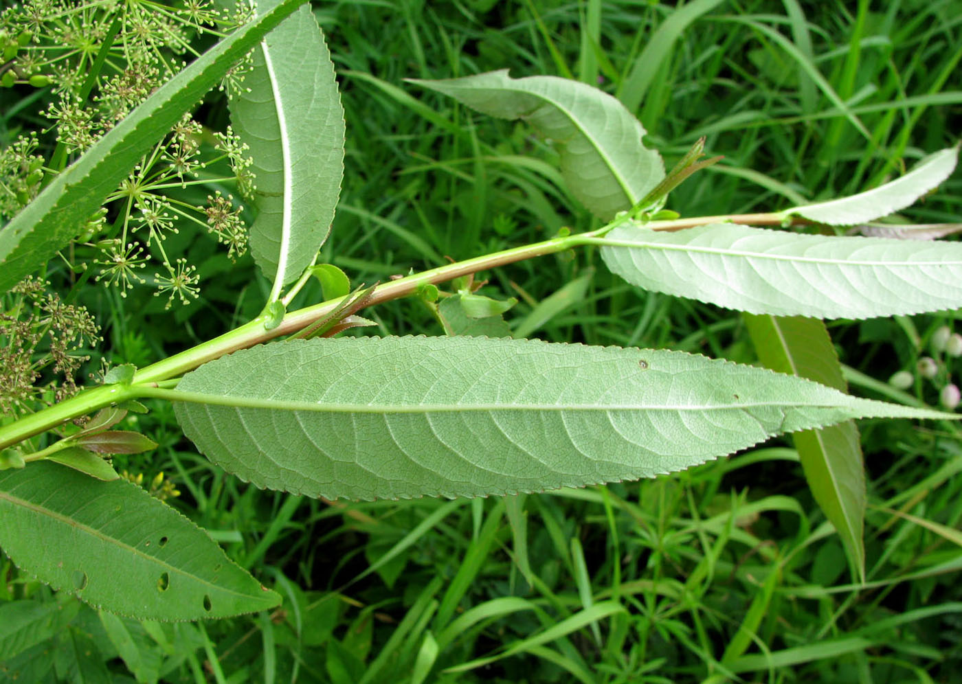 Image of Salix &times; meyeriana specimen.