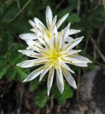 genus Taraxacum. Соцветие. Забайкалье, хр. Кодар. 26.07.2007.