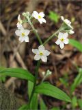 Myosotis sylvatica. Верхушка цветущего растения. Ленинградская обл., Кингисеппский р-н, окр. дер. Великино. 23.05.2009.