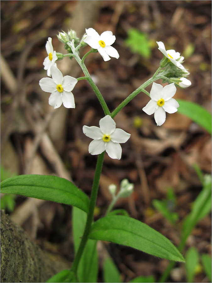 Image of Myosotis sylvatica specimen.