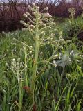 Petasites spurius