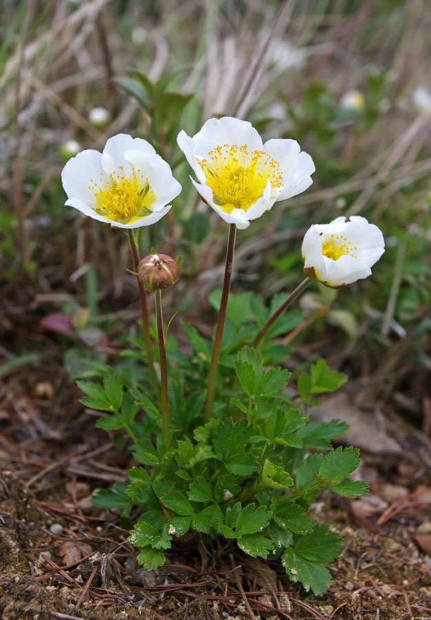 Image of Sieversia pentapetala specimen.