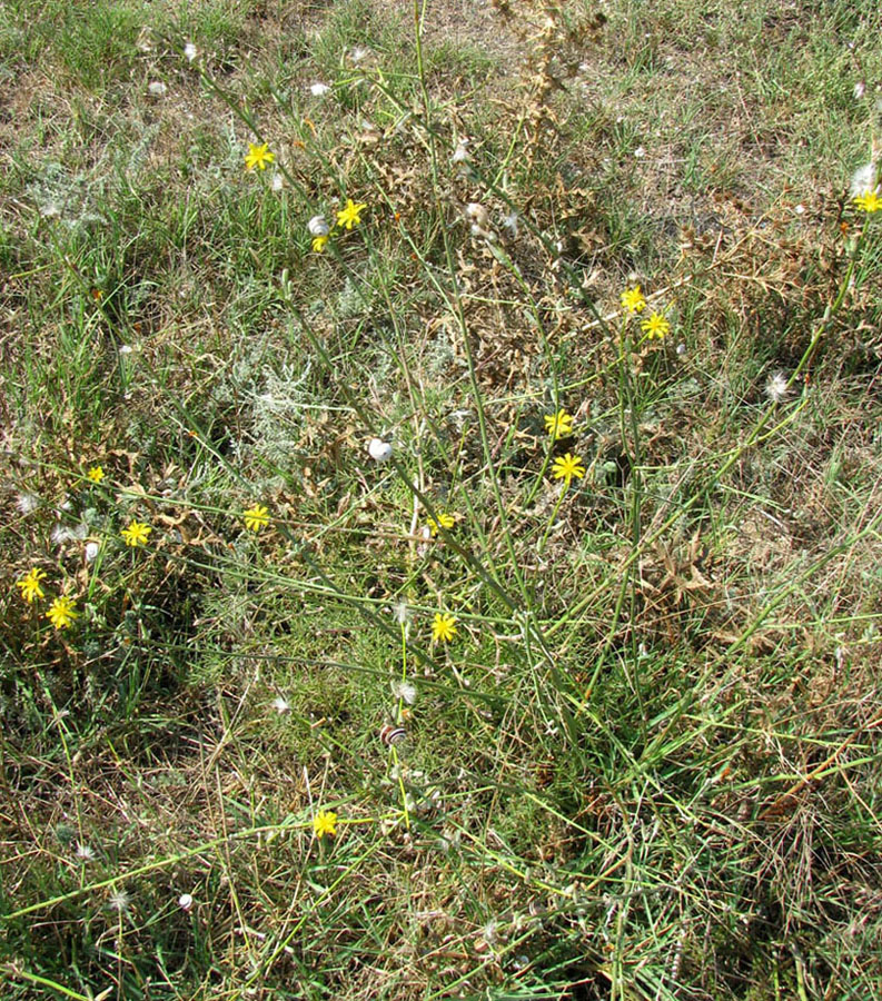 Image of Chondrilla juncea specimen.