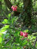 Lathyrus rotundifolius