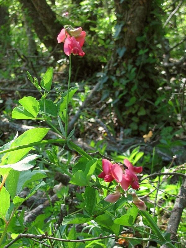 Изображение особи Lathyrus rotundifolius.