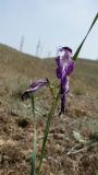 Gladiolus atroviolaceus