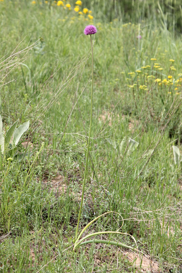 Image of Allium severtzovioides specimen.