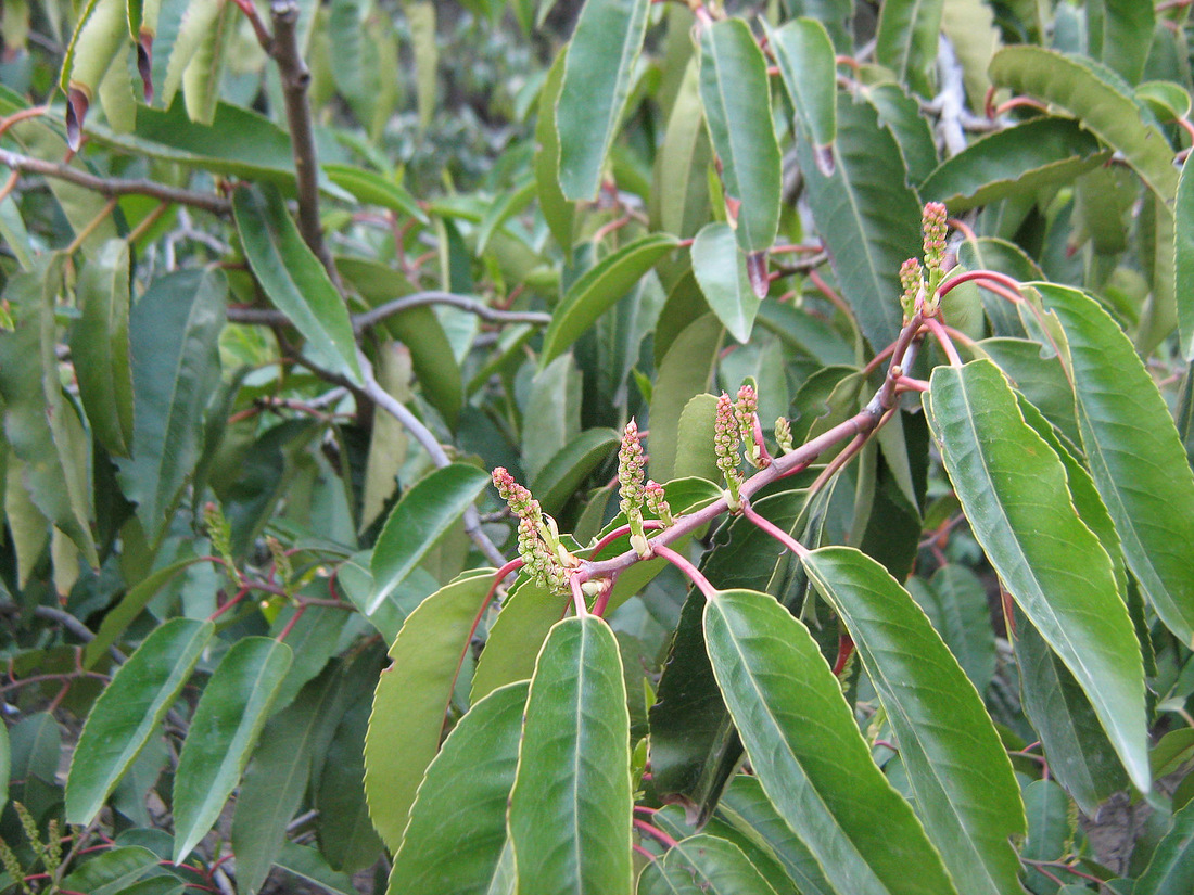 Изображение особи Lauro-cerasus lusitanica.