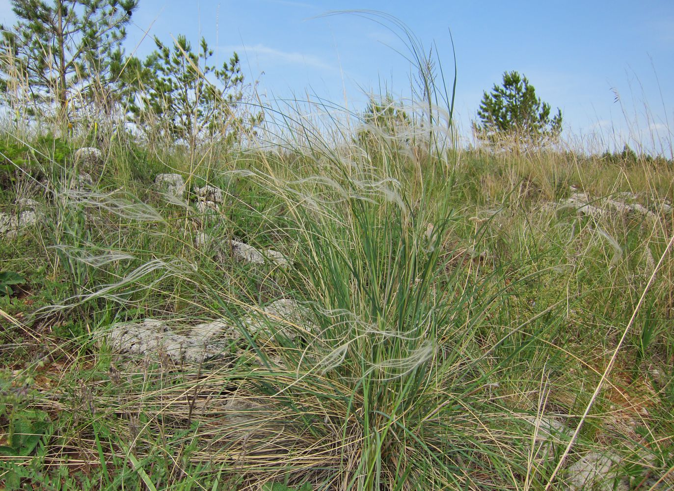 Изображение особи Stipa pulcherrima.