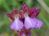 Anacamptis subspecies schirwanica