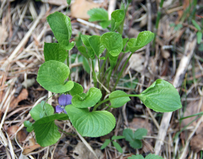 Image of Viola mirabilis specimen.