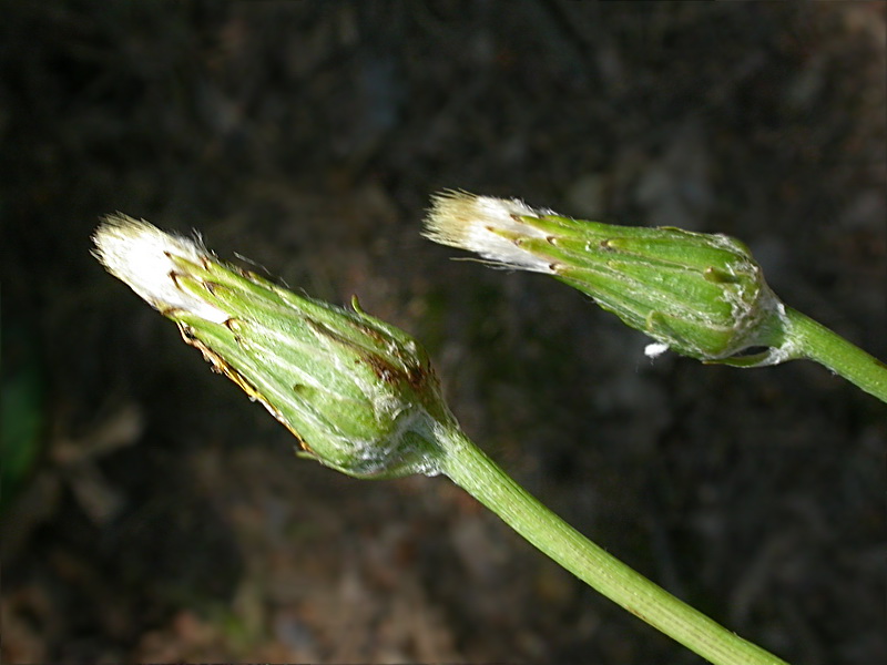 Изображение особи Scorzonera humilis.