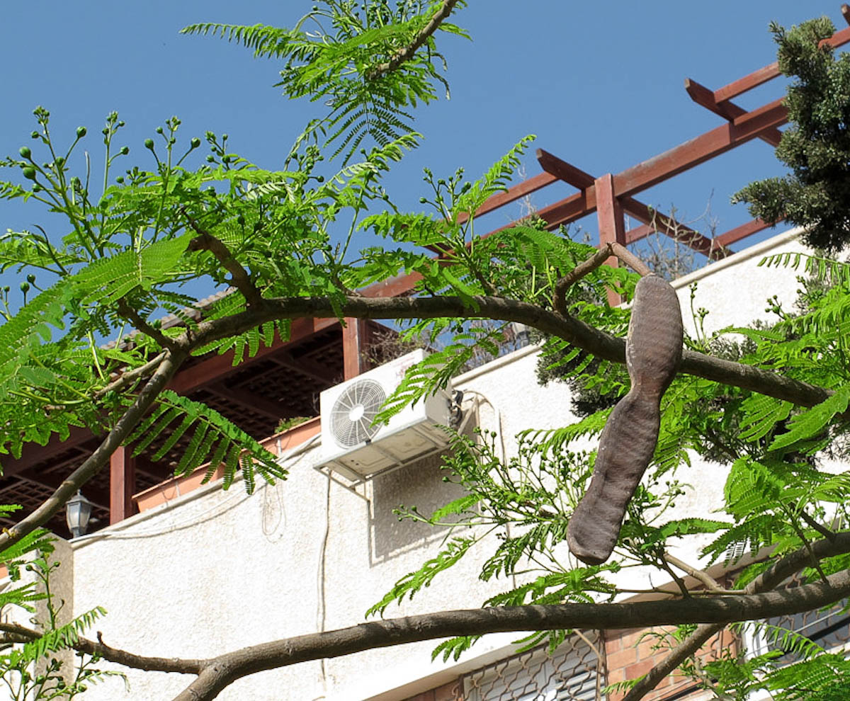 Image of Delonix regia specimen.