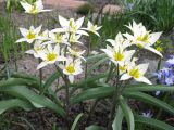 Tulipa bifloriformis