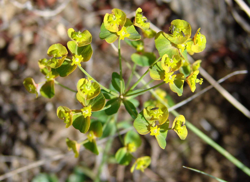 Image of Euphorbia borealis specimen.