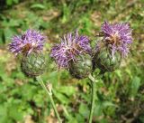 Centaurea apiculata. Верхушки побегов с соцветиями. Крым, гора Чатырдаг, поляна в буковом лесу. 21 июля 2012 г.