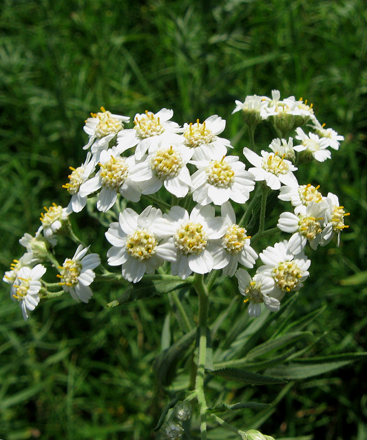 Image of Achillea salicifolia specimen.