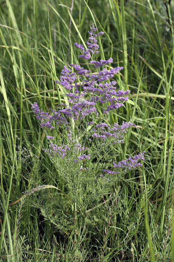 Изображение особи Limonium otolepis.