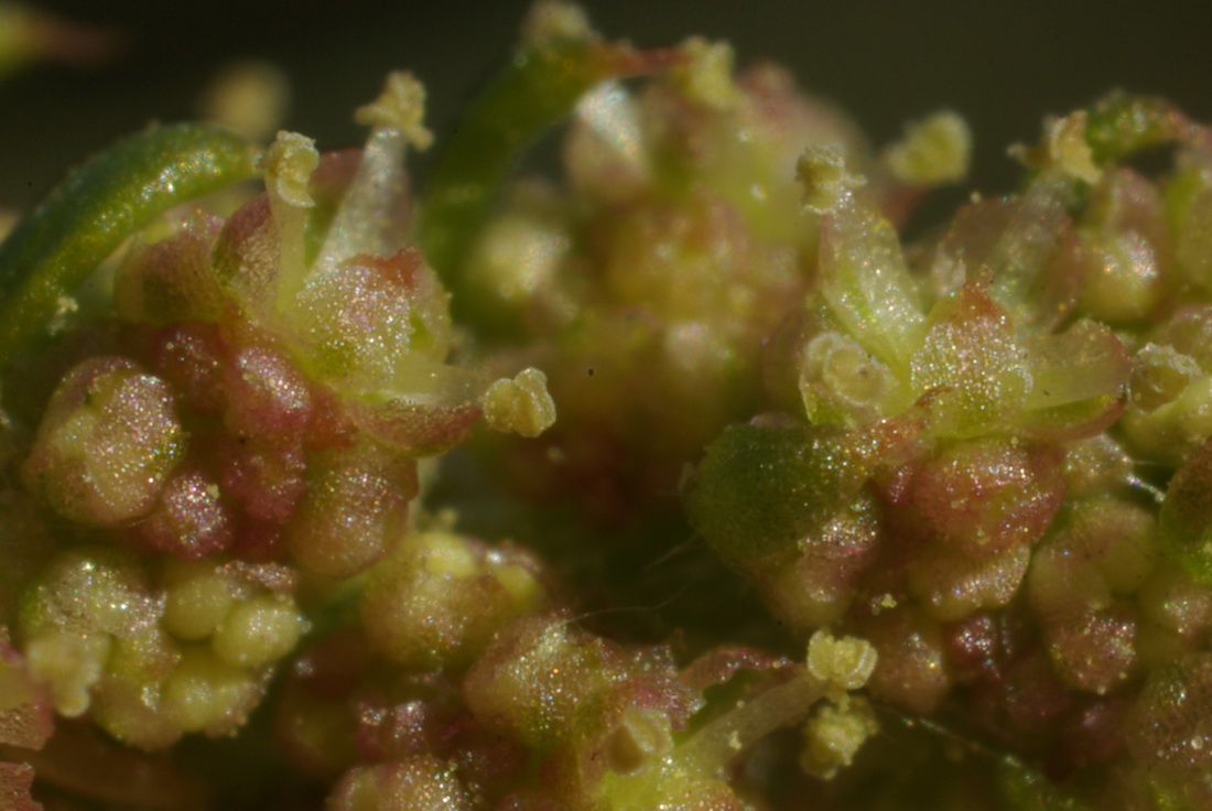 Image of Oxybasis rubra specimen.