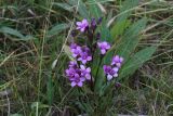 Gentianella biebersteinii