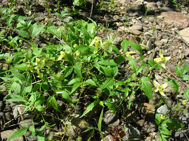 Image of Clematis serratifolia specimen.