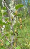 Betula humilis