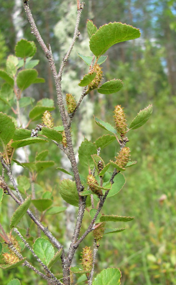 Изображение особи Betula humilis.