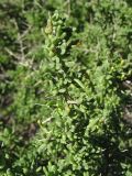 Lycium intricatum. Верхушка ветви; видны многочисленные шипы. Испания, Канарские о-ва, о. Гран Канария, песчаные дюны у городка Maspalomas. 25 февраля 2010 г.