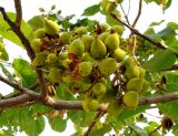 Paulownia tomentosa. Соплодия с незрелыми плодами. Венгрия, г. Будапешт, Рыбацкий бастион. 01.09.2012.