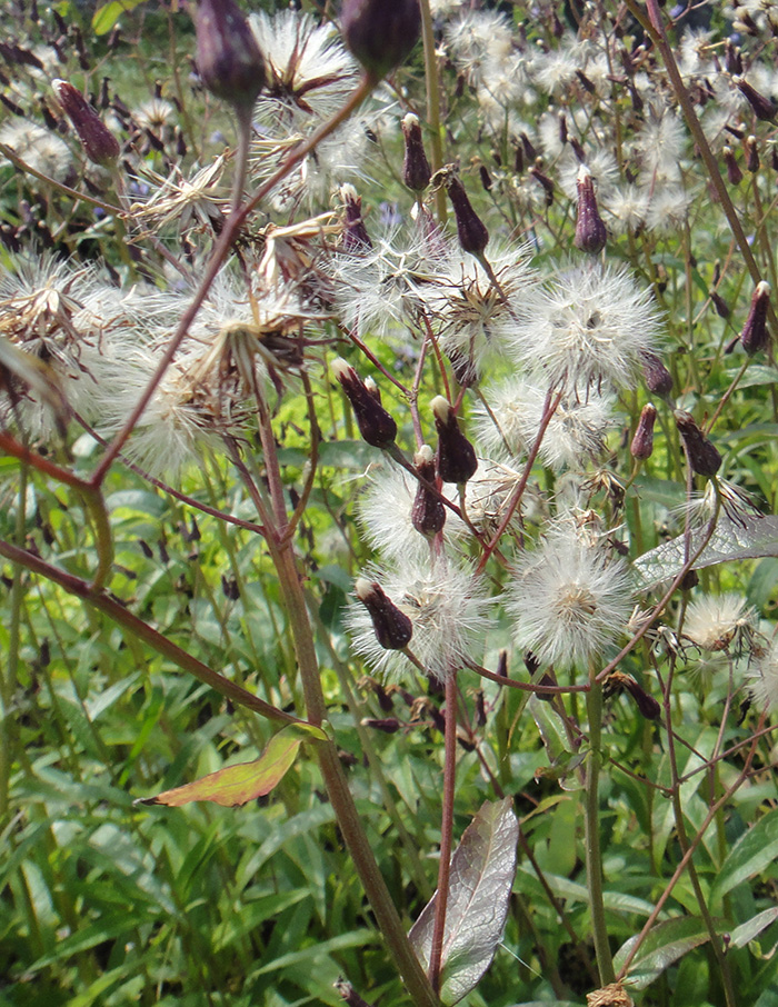 Изображение особи Lactuca sibirica.