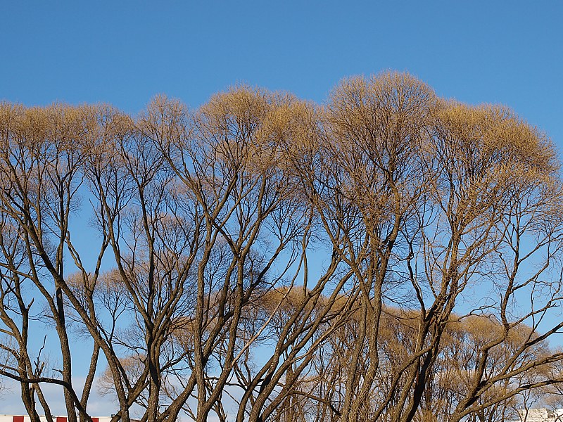 Изображение особи Salix euxina.