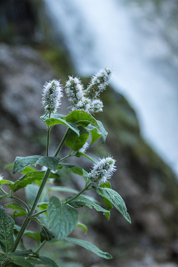 Изображение особи Mentha longifolia.