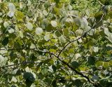 Hamamelis &times; intermedia