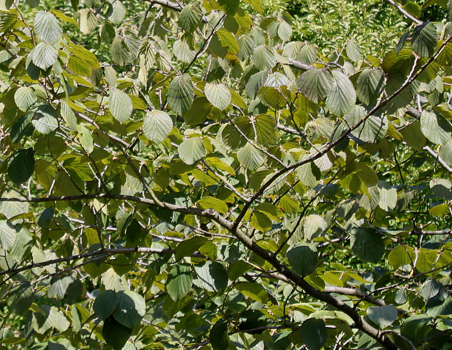 Изображение особи Hamamelis &times; intermedia.