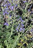 Teucrium orientale. Верхушка цветущего растения. Israel, Mount Hermon. 09.07.2011.