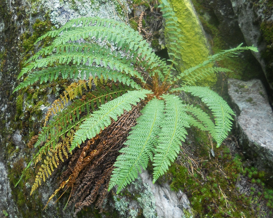 Изображение особи Dryopteris fragrans.