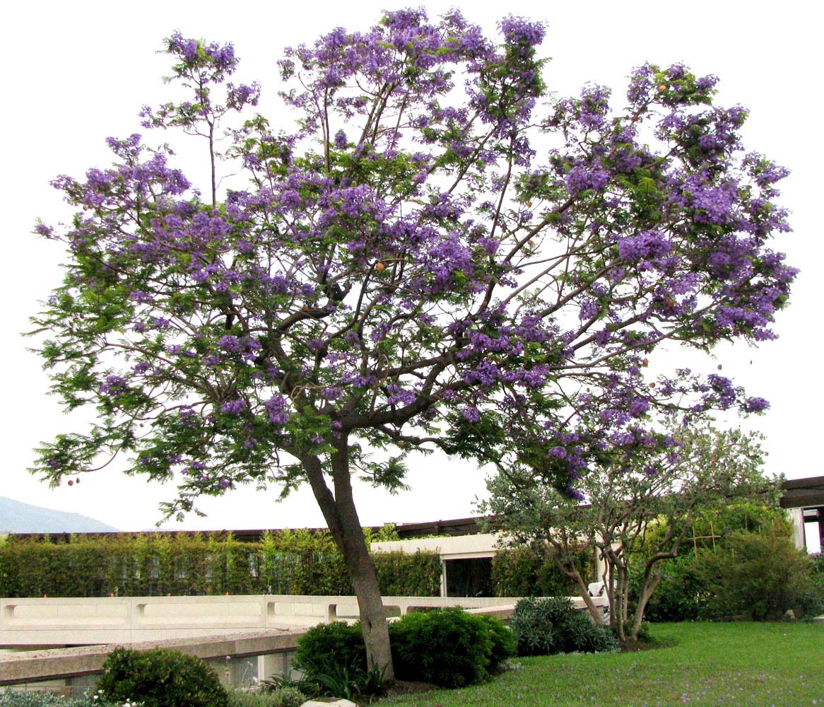 Изображение особи Jacaranda mimosifolia.