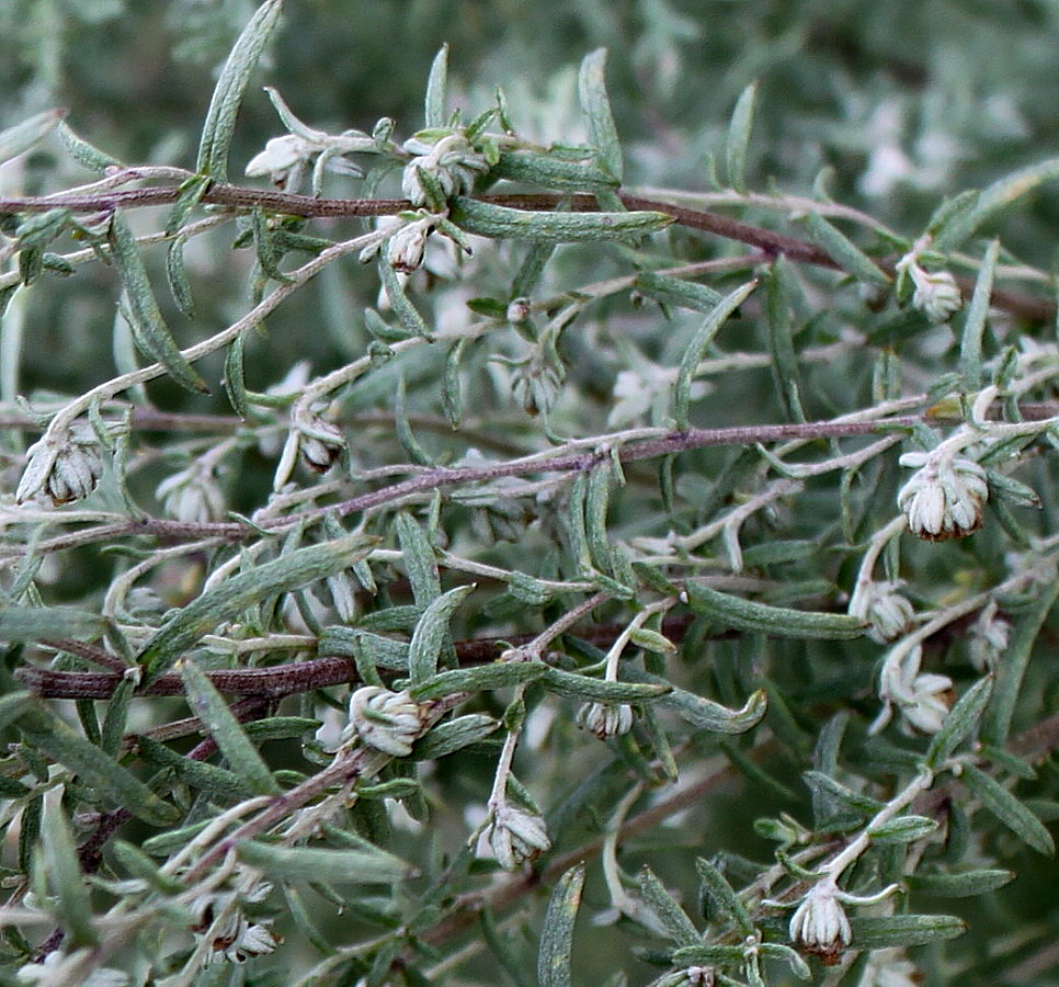 Изображение особи Artemisia pontica.