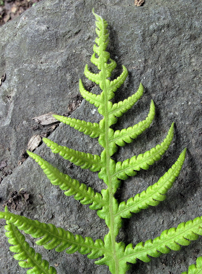 Image of Phegopteris connectilis specimen.