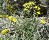 Helianthemum orientale