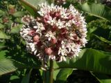 Asclepias syriaca