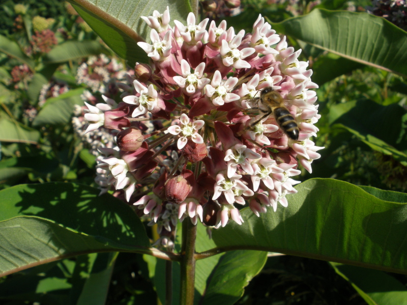 Изображение особи Asclepias syriaca.