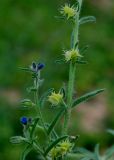 Heterocaryum szovitsianum