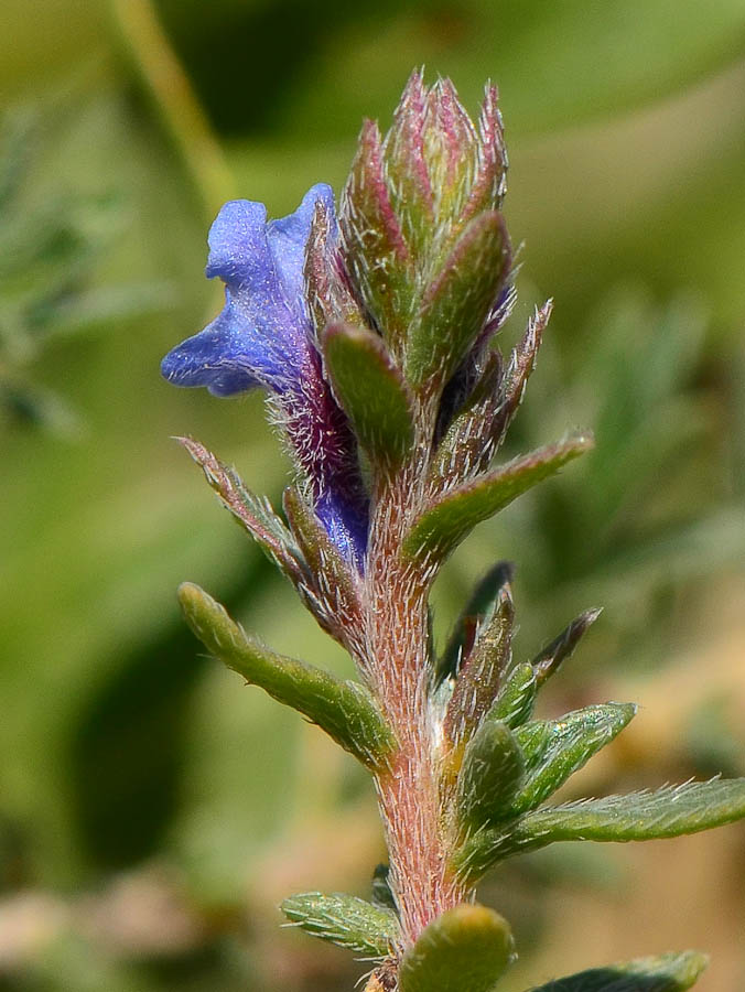 Изображение особи Echiochilon fruticosum.