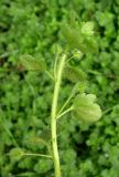 Veronica hederifolia