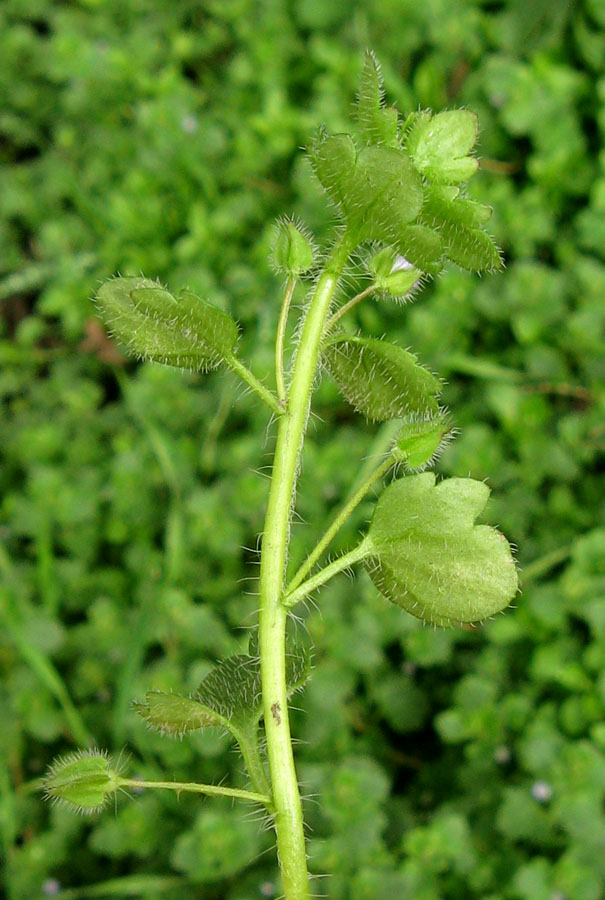 Изображение особи Veronica hederifolia.