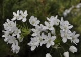 Allium neapolitanum