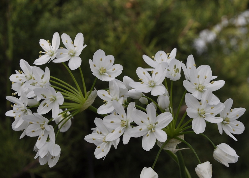 Изображение особи Allium neapolitanum.