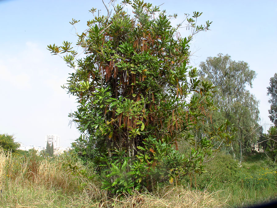 Image of Macadamia tetraphylla specimen.